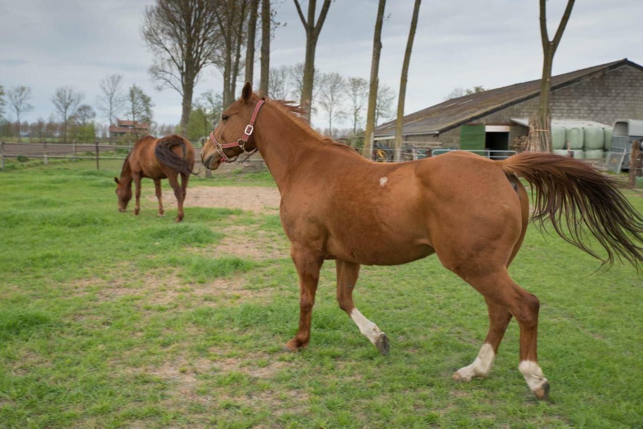 Boeren Biezen Bed Landelijk Villa Esterno foto