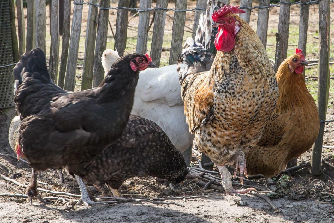 Boeren Biezen Bed Landelijk Villa Esterno foto